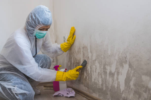 Best Attic Mold Removal  in Seco Mines, TX
