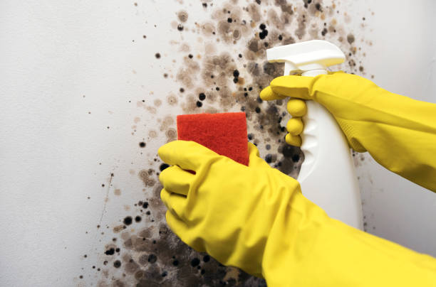 Best Fast Mold Removal  in Seco Mines, TX