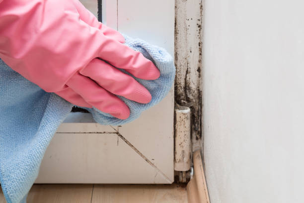 Best Commercial Mold Removal  in Seco Mines, TX