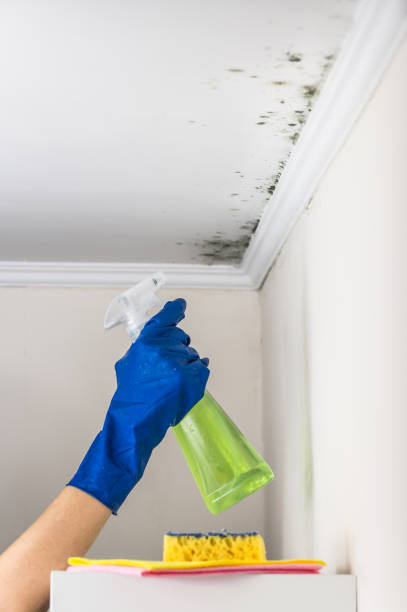 Best Certified Mold Removal  in Seco Mines, TX